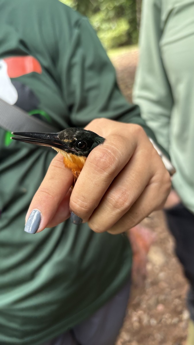 American Pygmy Kingfisher - ML625327996