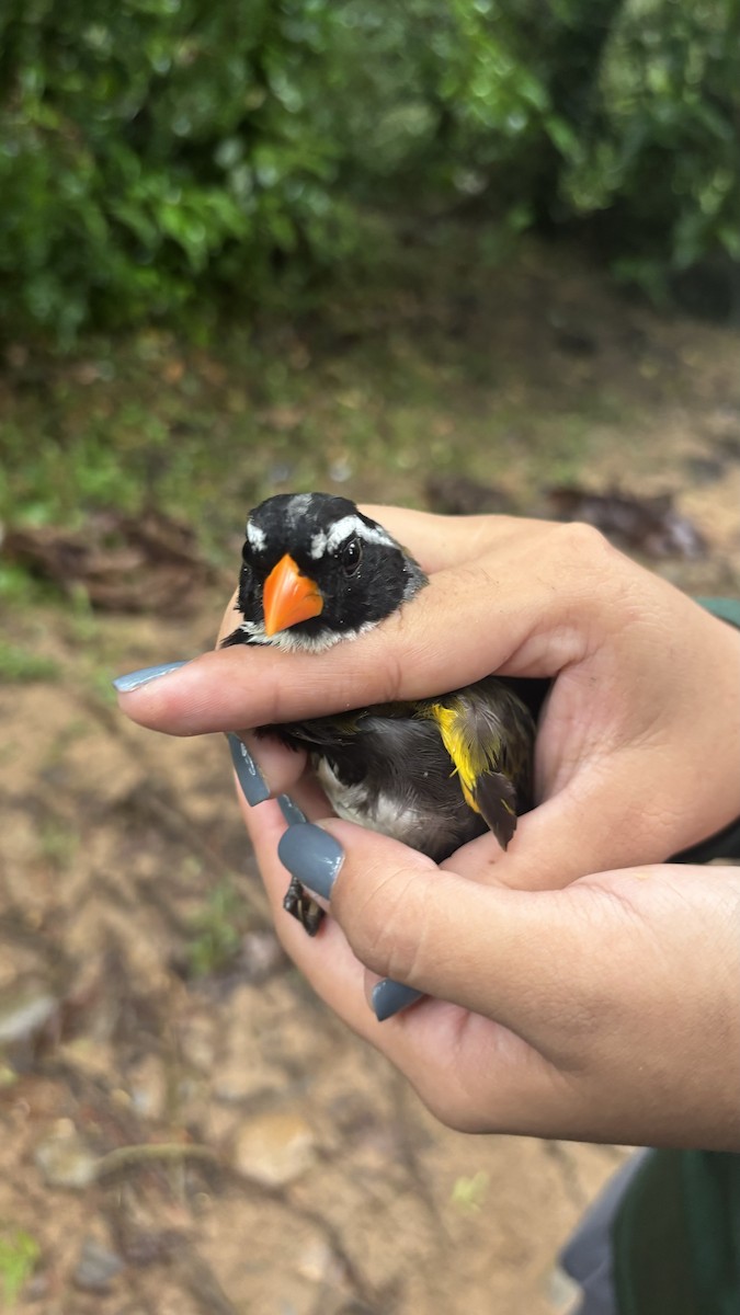 Orange-billed Sparrow - ML625328008