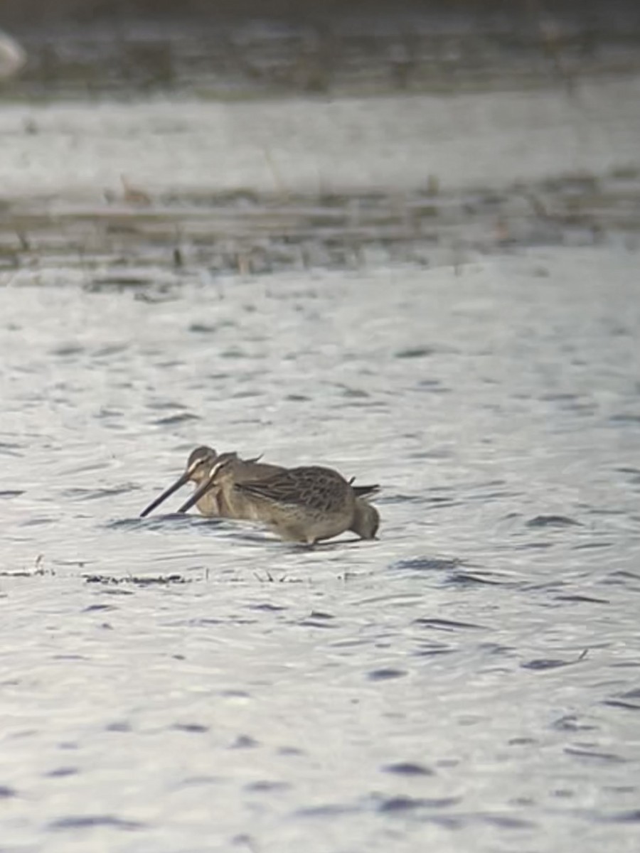 Long-billed Dowitcher - ML625328034