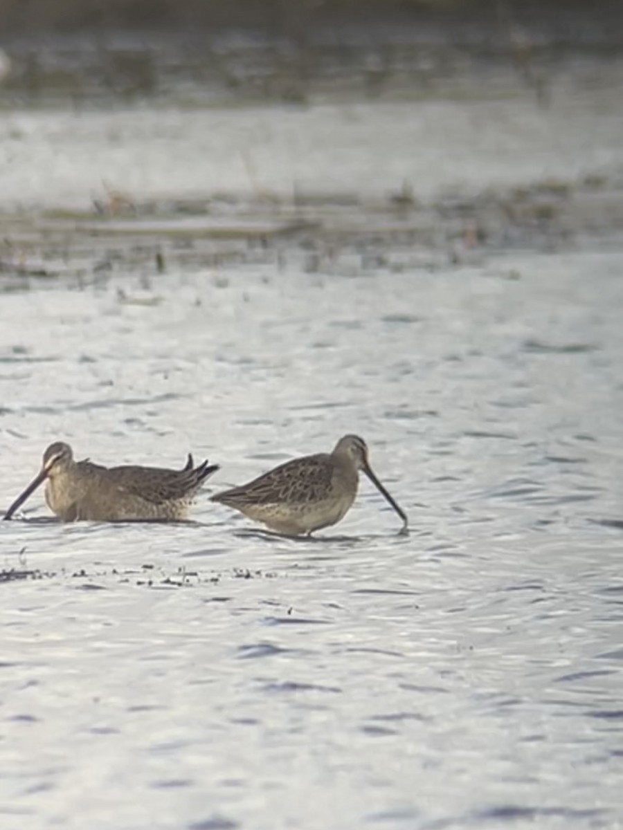 Long-billed Dowitcher - ML625328035