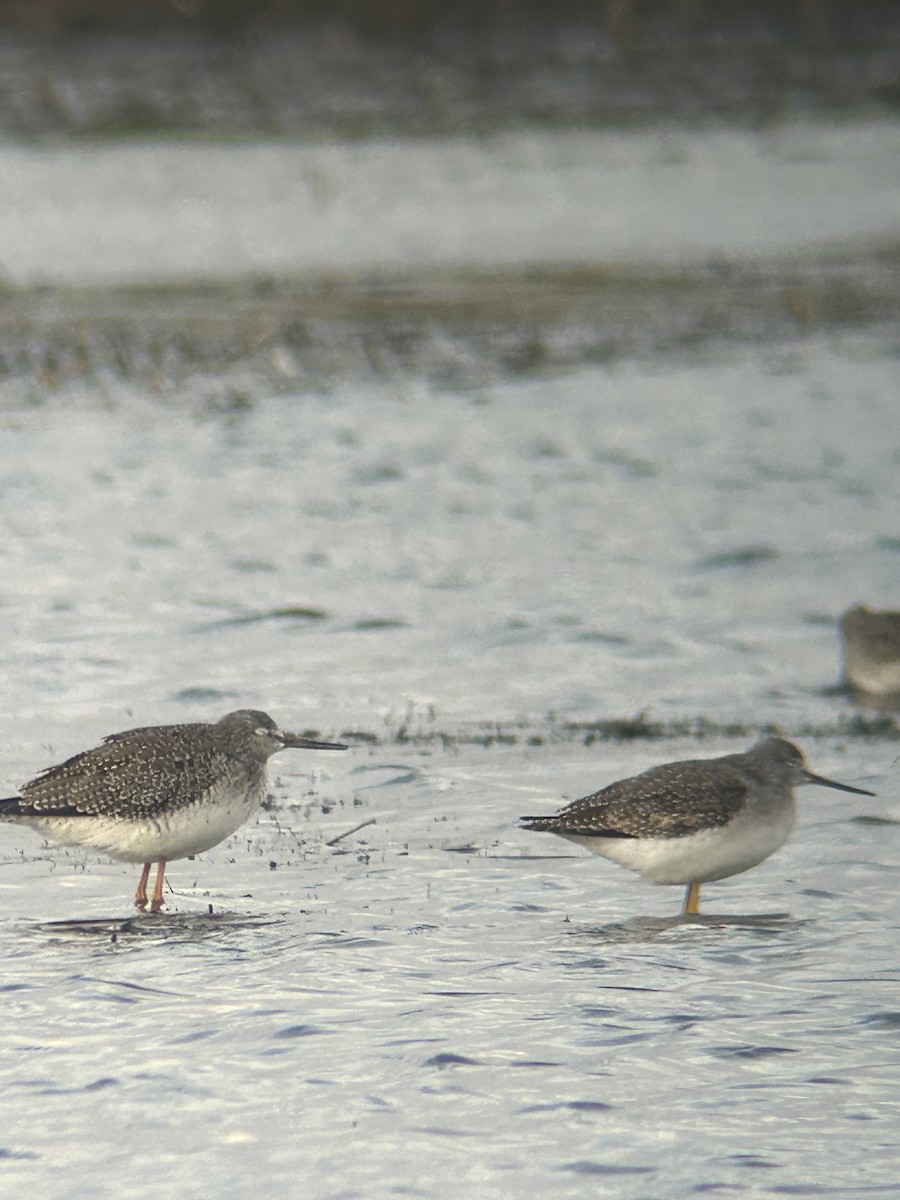 Greater Yellowlegs - ML625328042