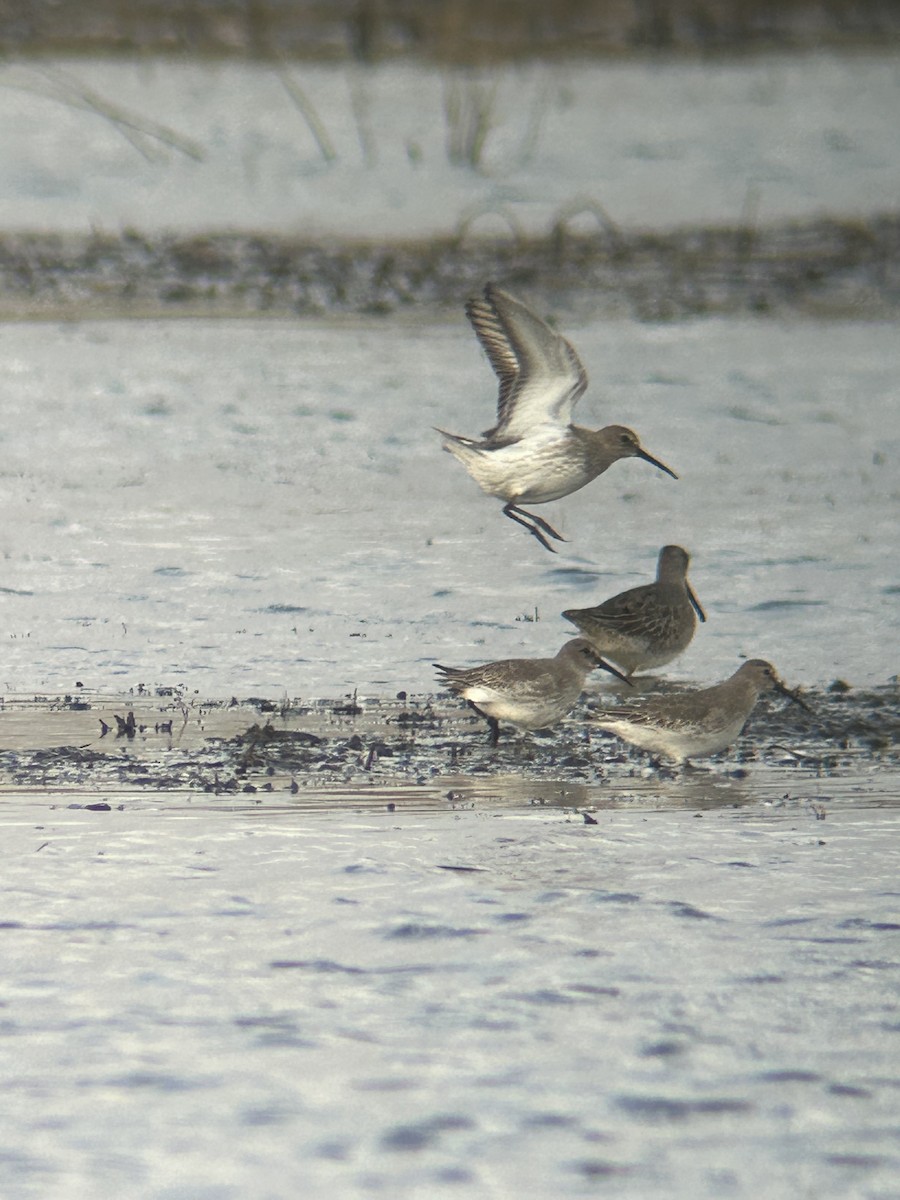 Dunlin - ML625328046