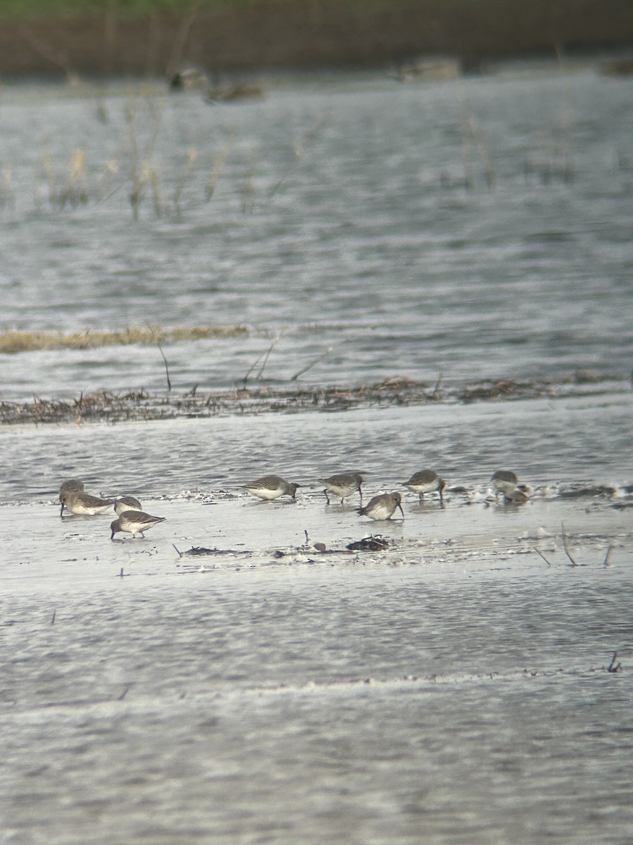 Dunlin - ML625328047