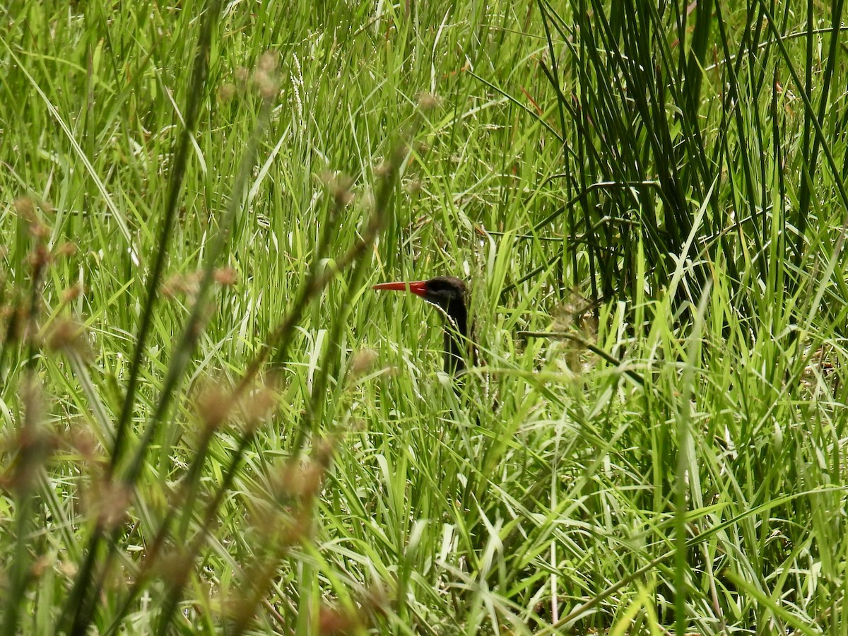 African Rail - ML625328049