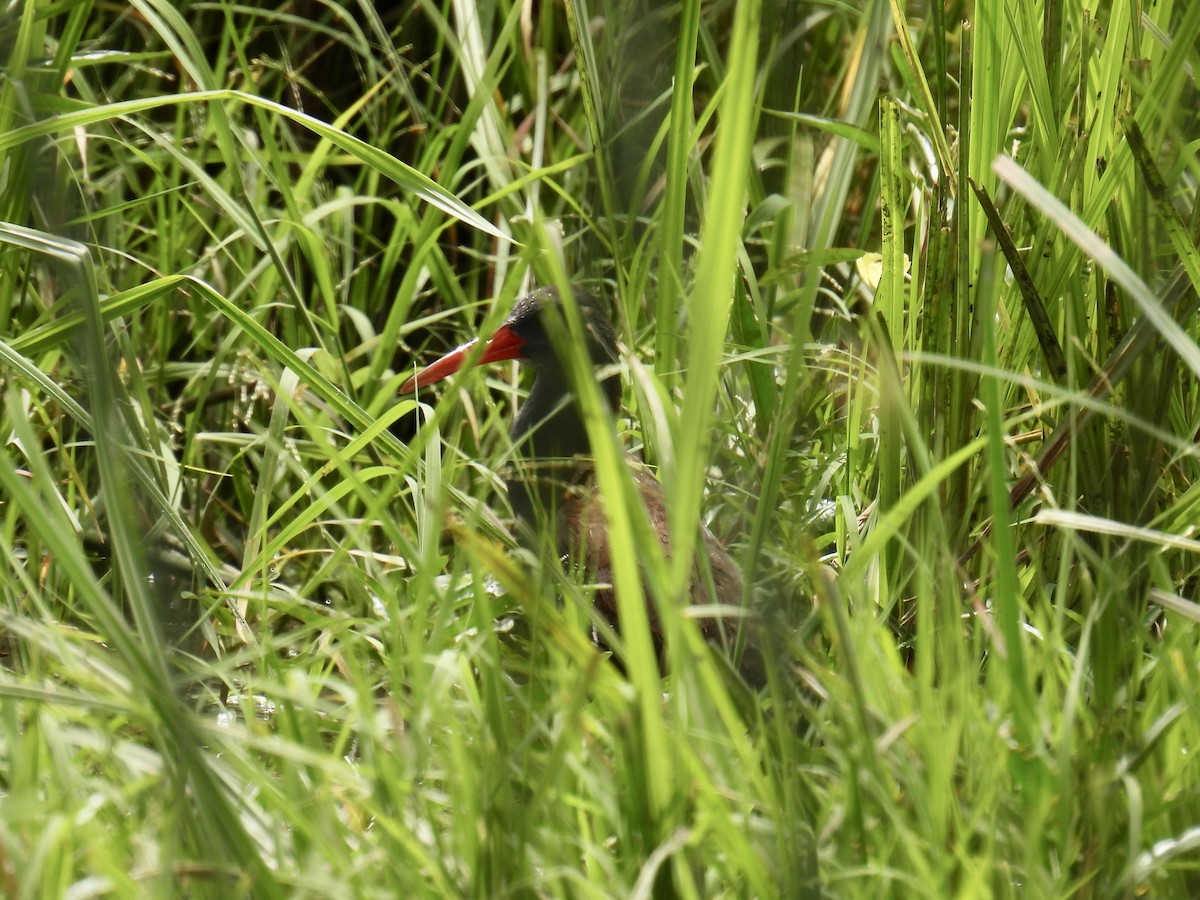 African Rail - ML625328050