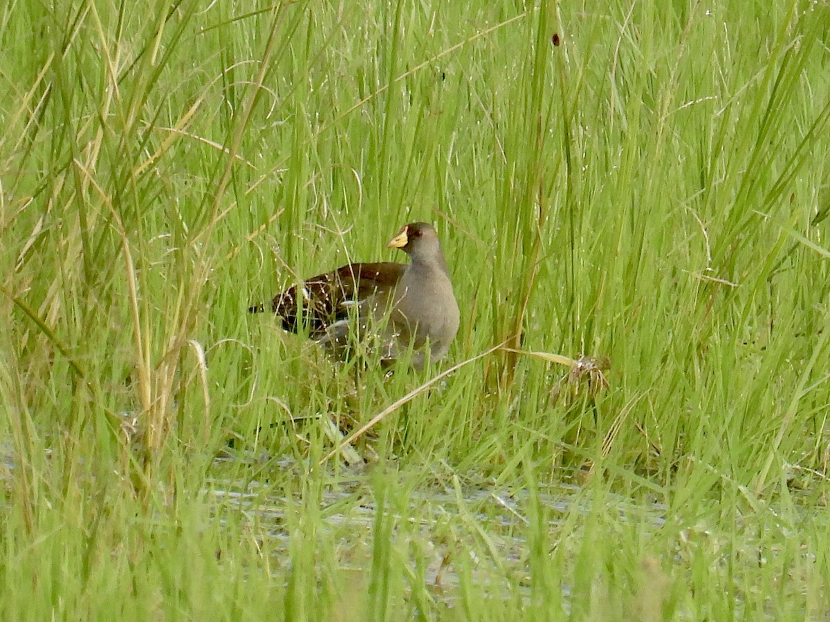 Lesser Moorhen - ML625328055