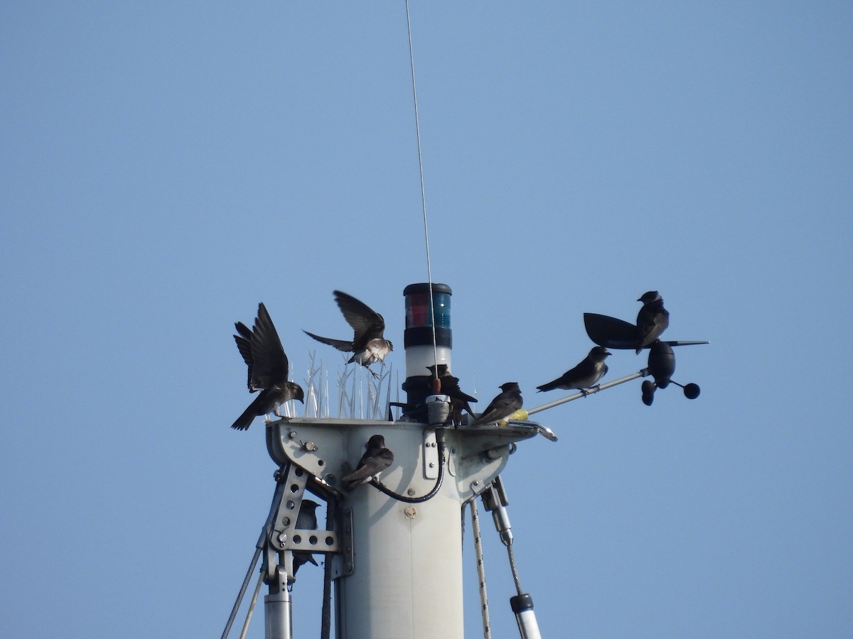 Purple Martin - ML625328120