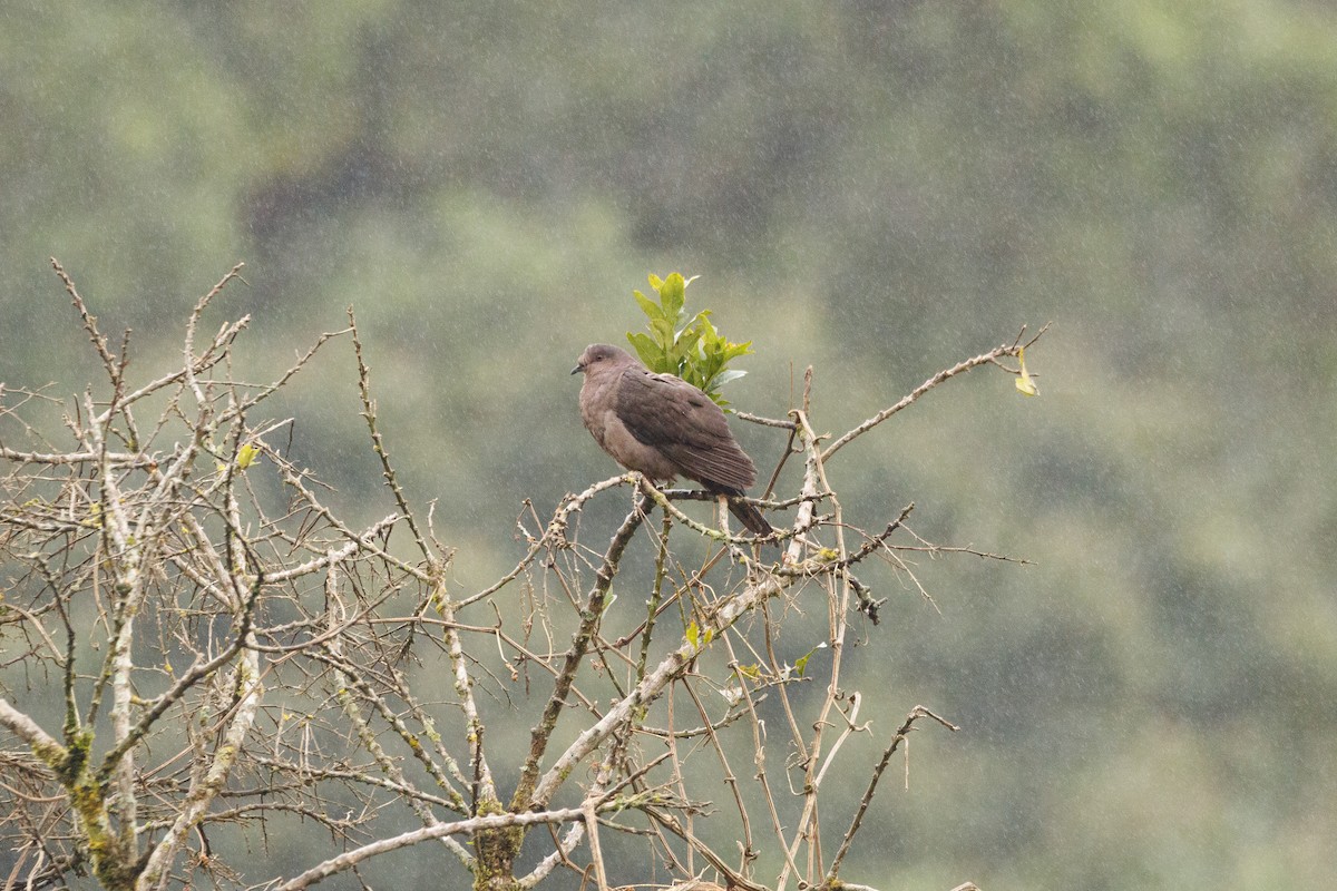 Plumbeous Pigeon - ML625328176