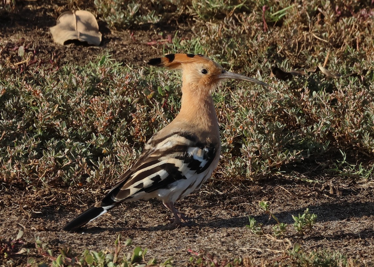 Eurasian Hoopoe - ML625328183