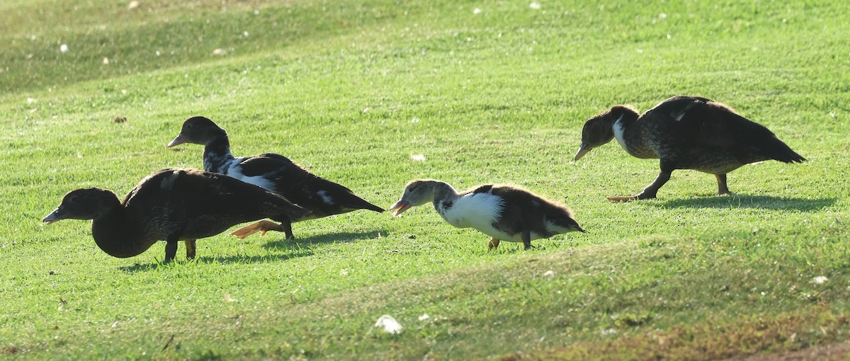 Muscovy Duck (Domestic type) - ML625328245