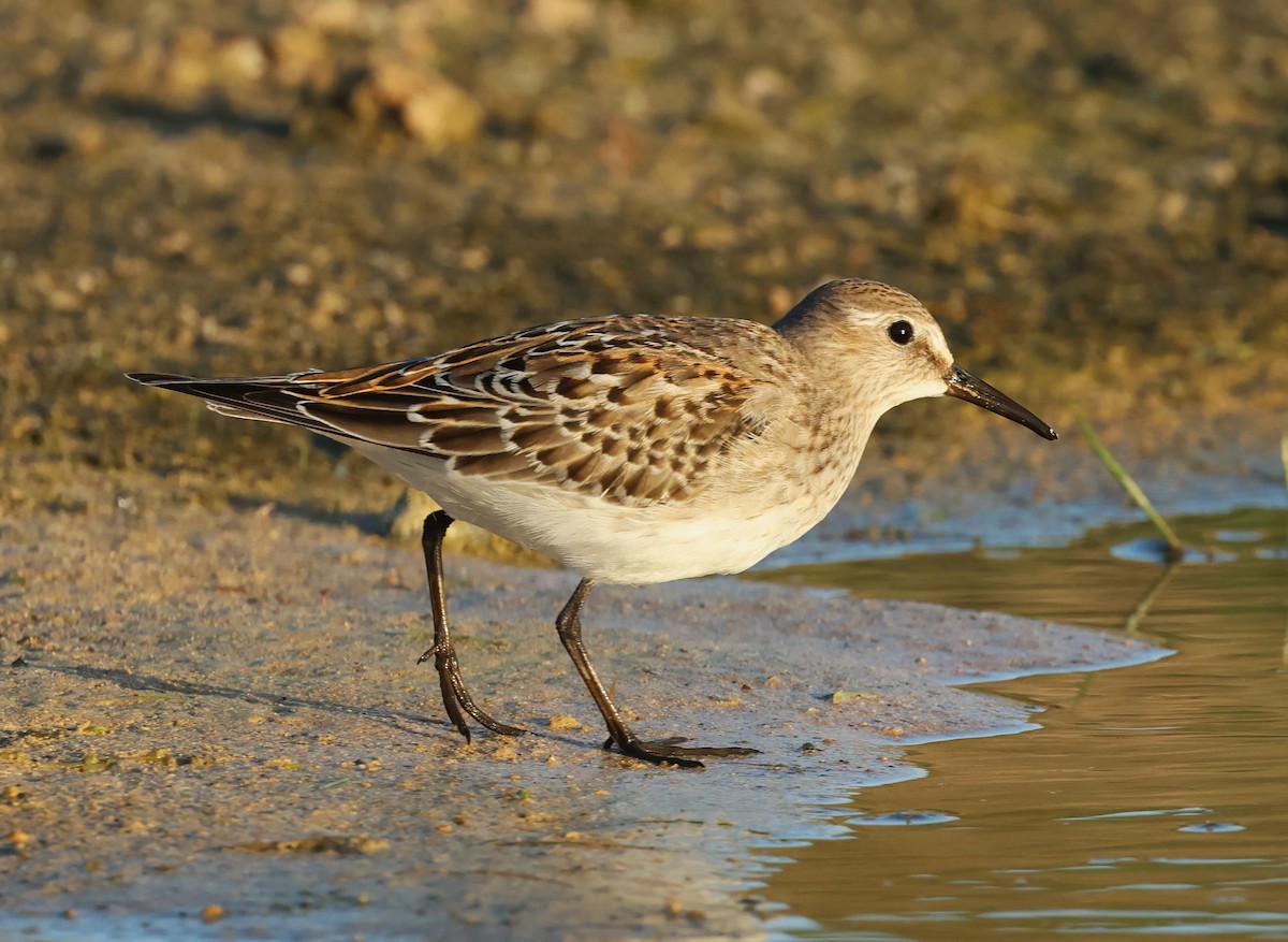 White-rumped Sandpiper - Faustino Chamizo Ragel