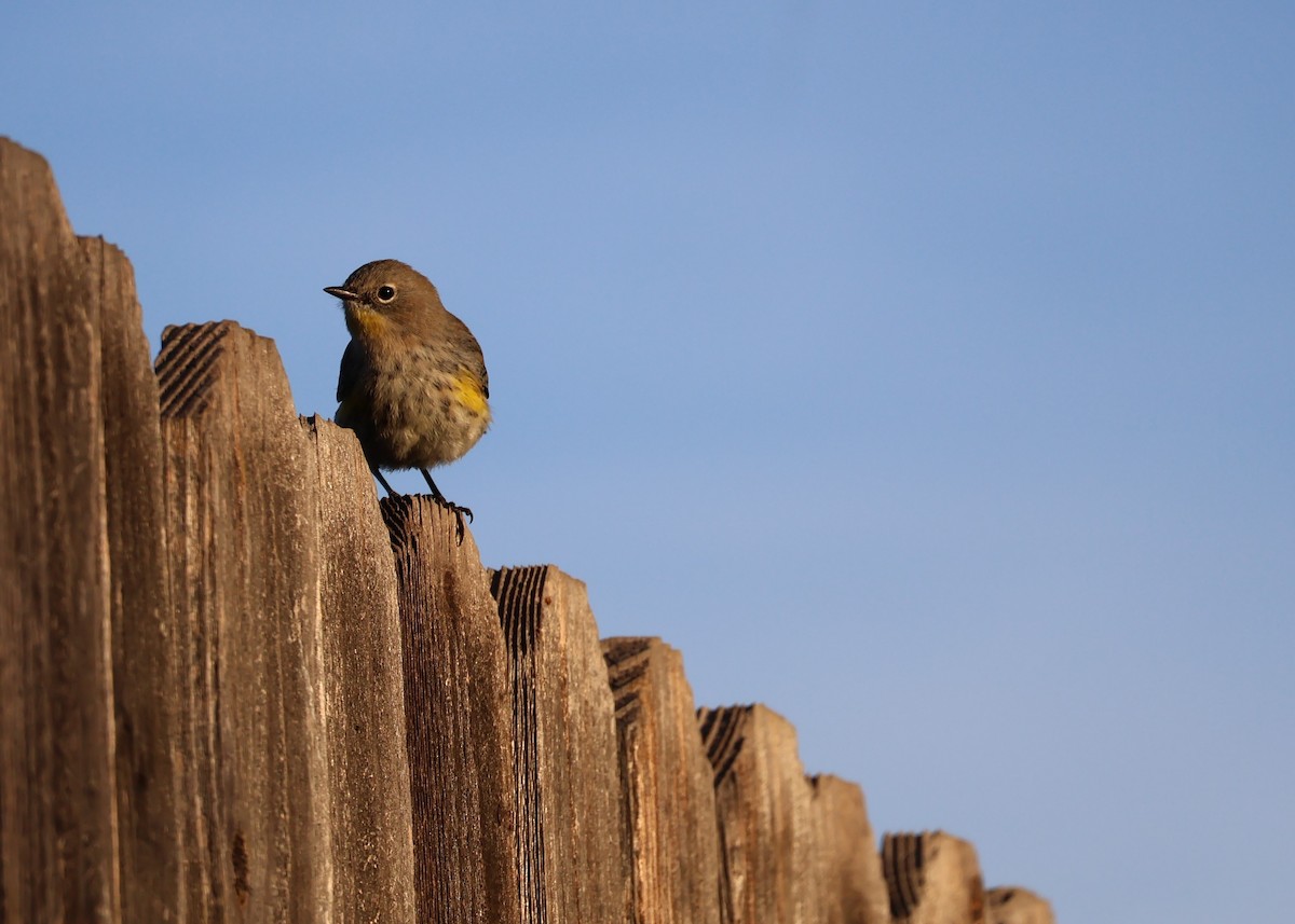 Yellow-rumped Warbler - ML625328334
