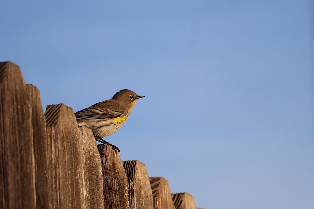 Yellow-rumped Warbler - ML625328335