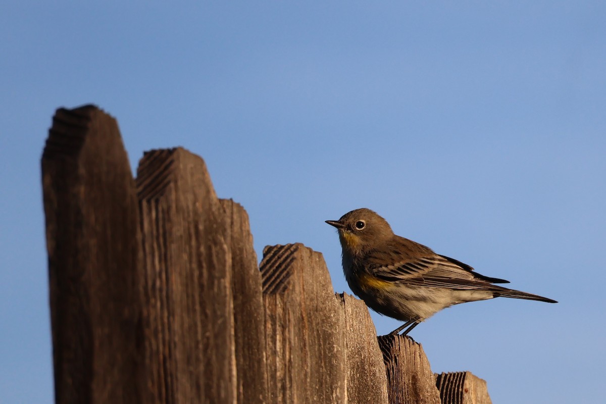 Yellow-rumped Warbler - ML625328339