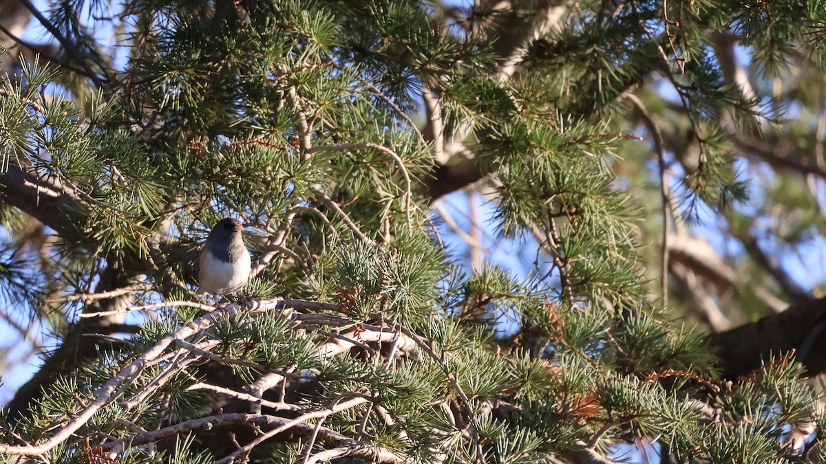Dark-eyed Junco (Oregon) - ML625328366