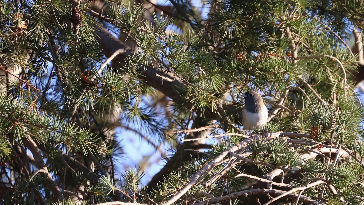 Dark-eyed Junco (Oregon) - ML625328373