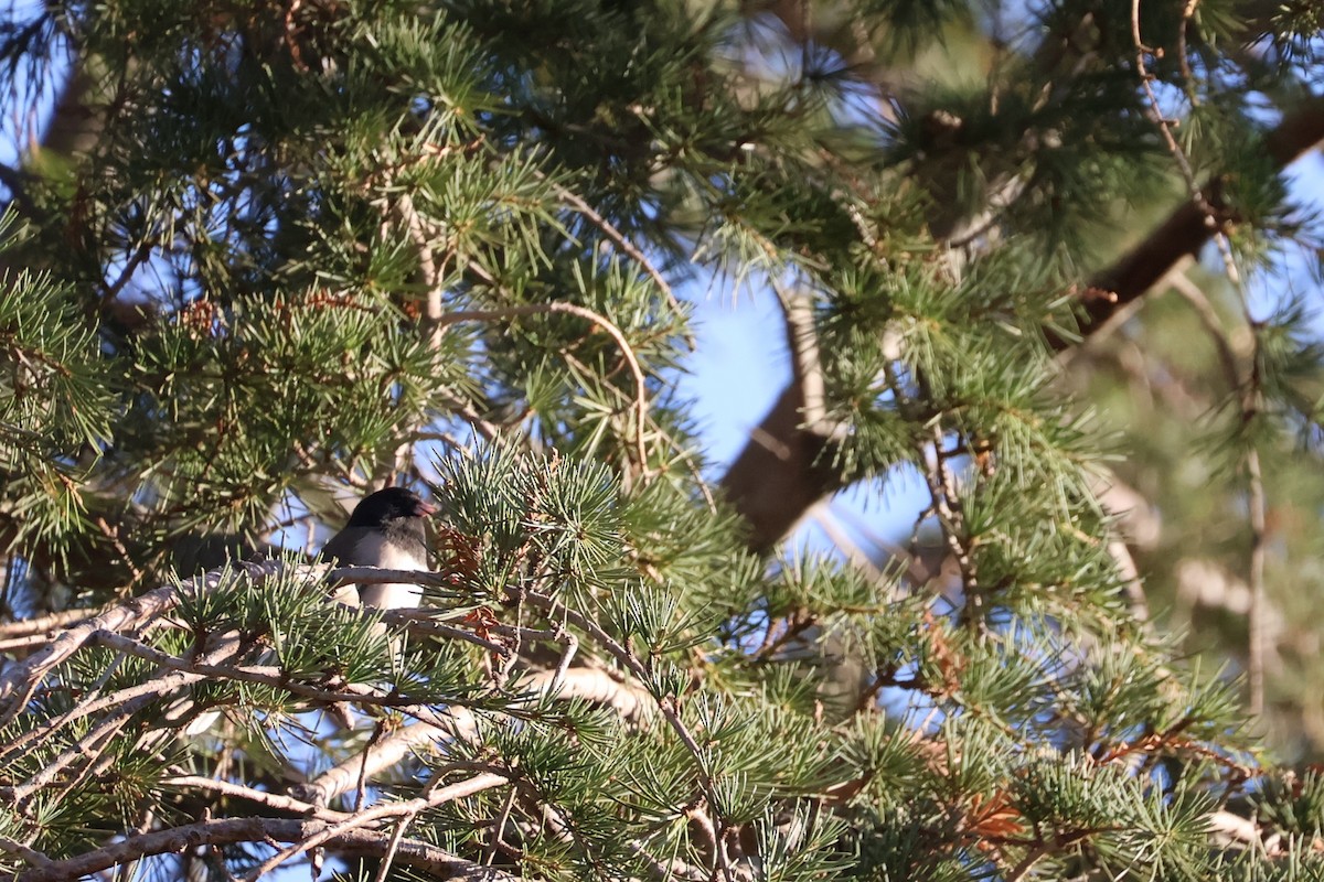 Dark-eyed Junco (Oregon) - ML625328390