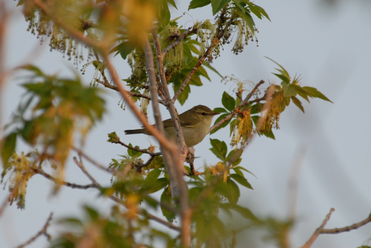 Greenish Warbler - ML625328391