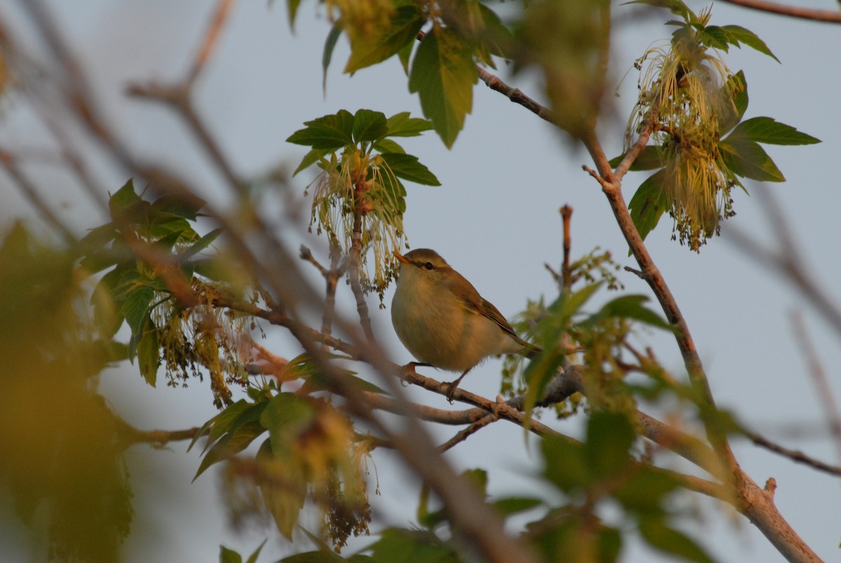 Greenish Warbler - ML625328392