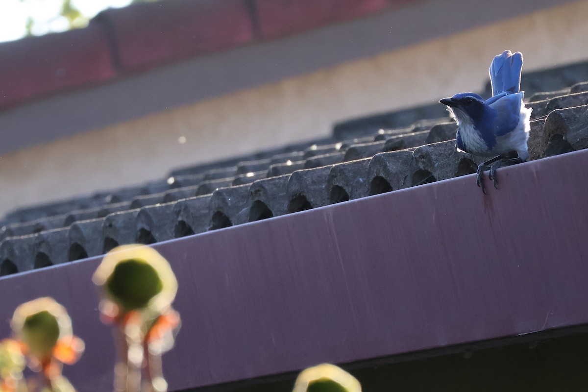 California Scrub-Jay - ML625328396