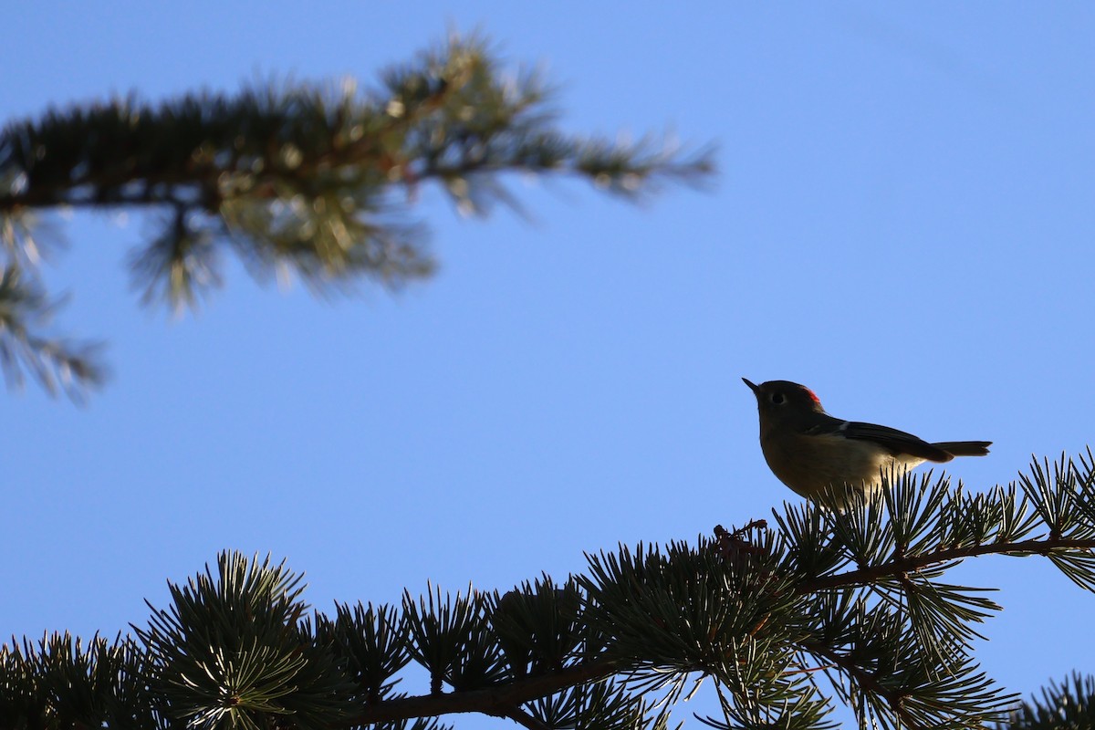 Ruby-crowned Kinglet - ML625328553
