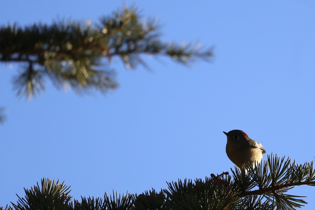 Ruby-crowned Kinglet - ML625328555
