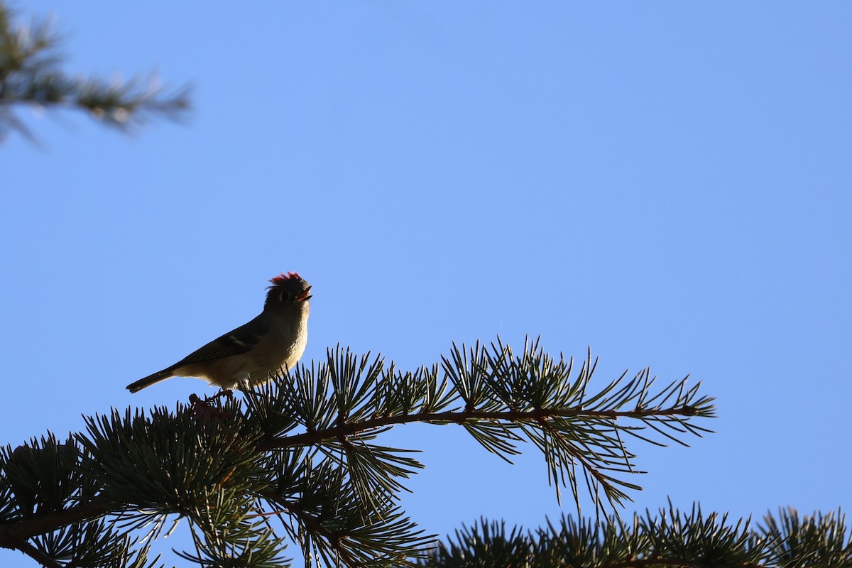 Ruby-crowned Kinglet - ML625328564