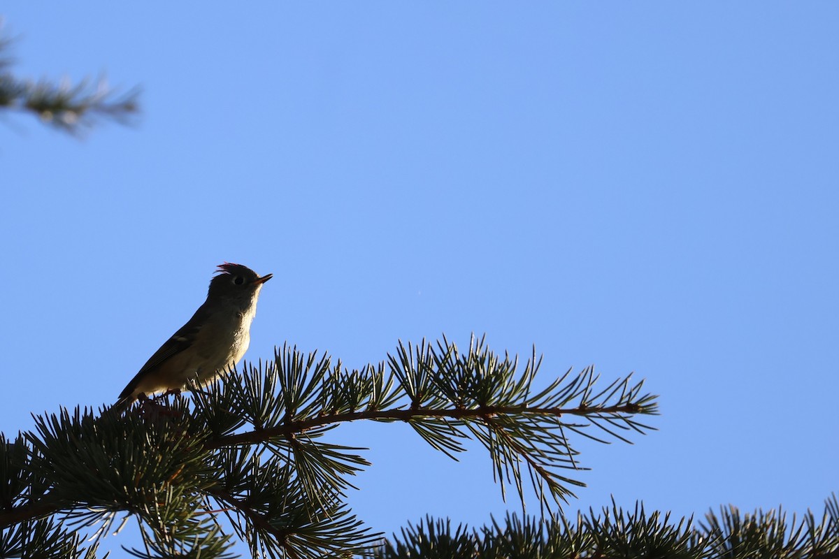 Ruby-crowned Kinglet - ML625328569