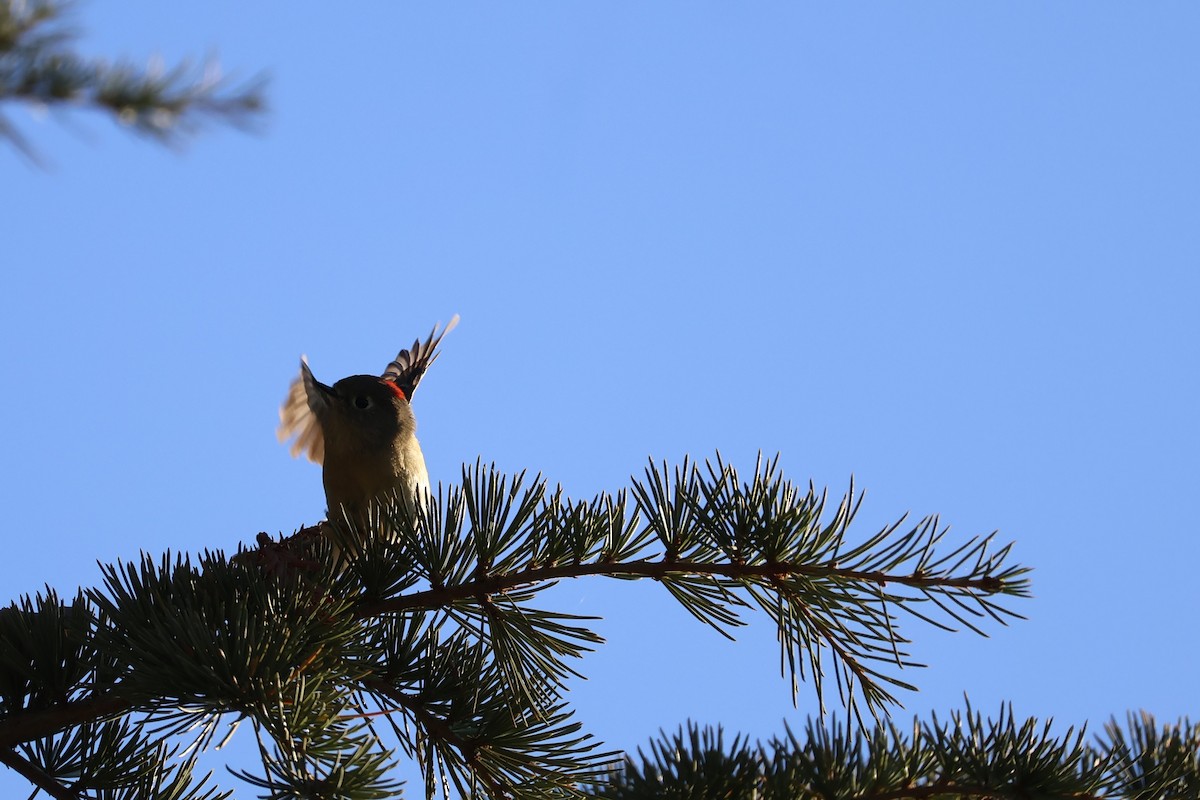 Ruby-crowned Kinglet - ML625328571