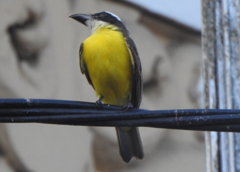 Boat-billed Flycatcher - ML625328685