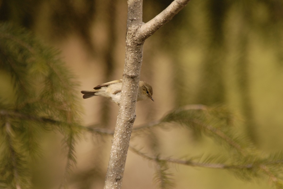 Mosquitero de Hume - ML625328748