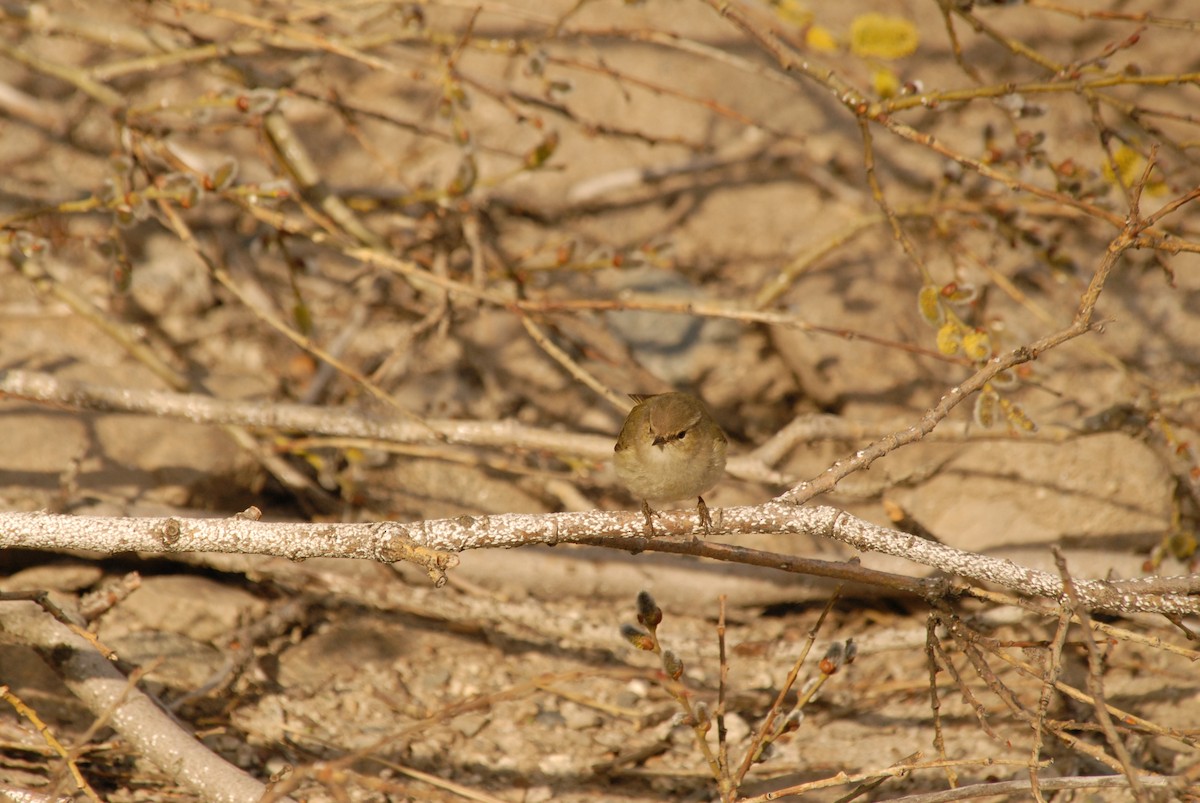 Hume's Warbler - ML625328750