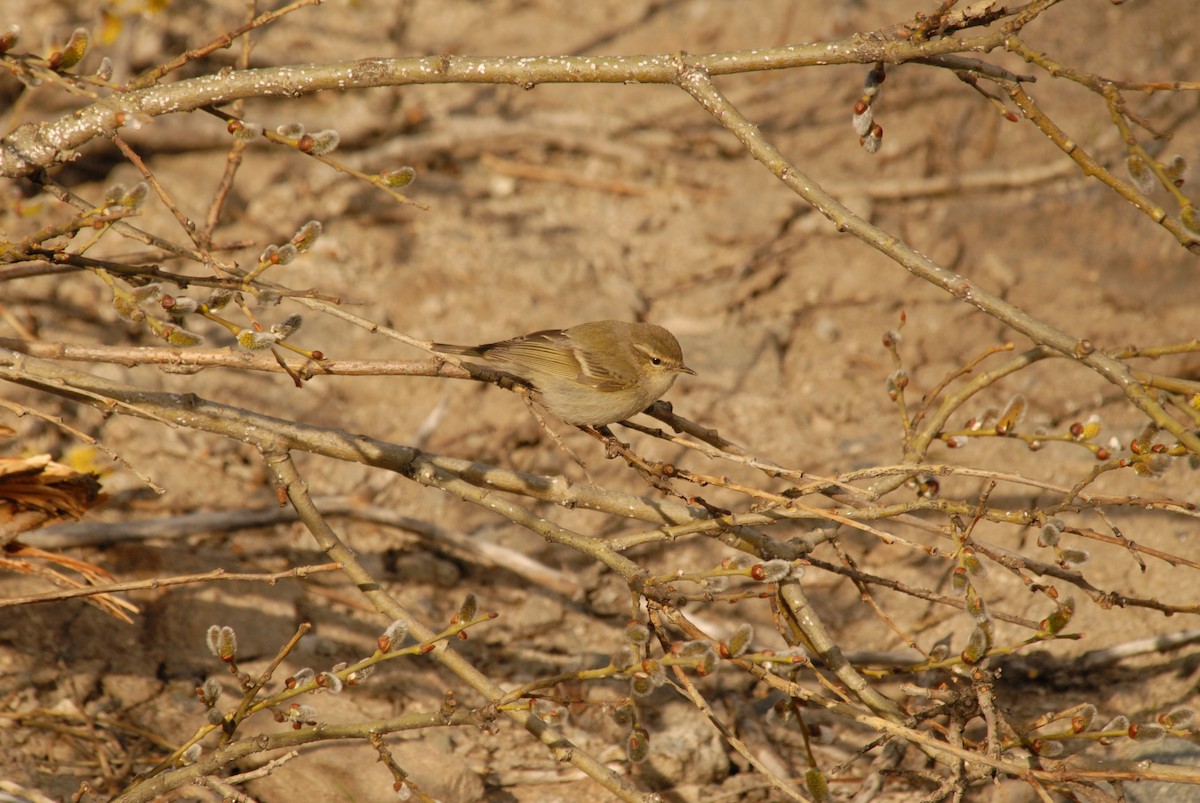 Hume's Warbler - ML625328751