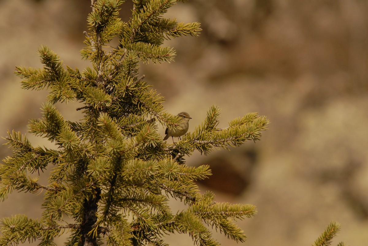 Hume's Warbler - ML625328752