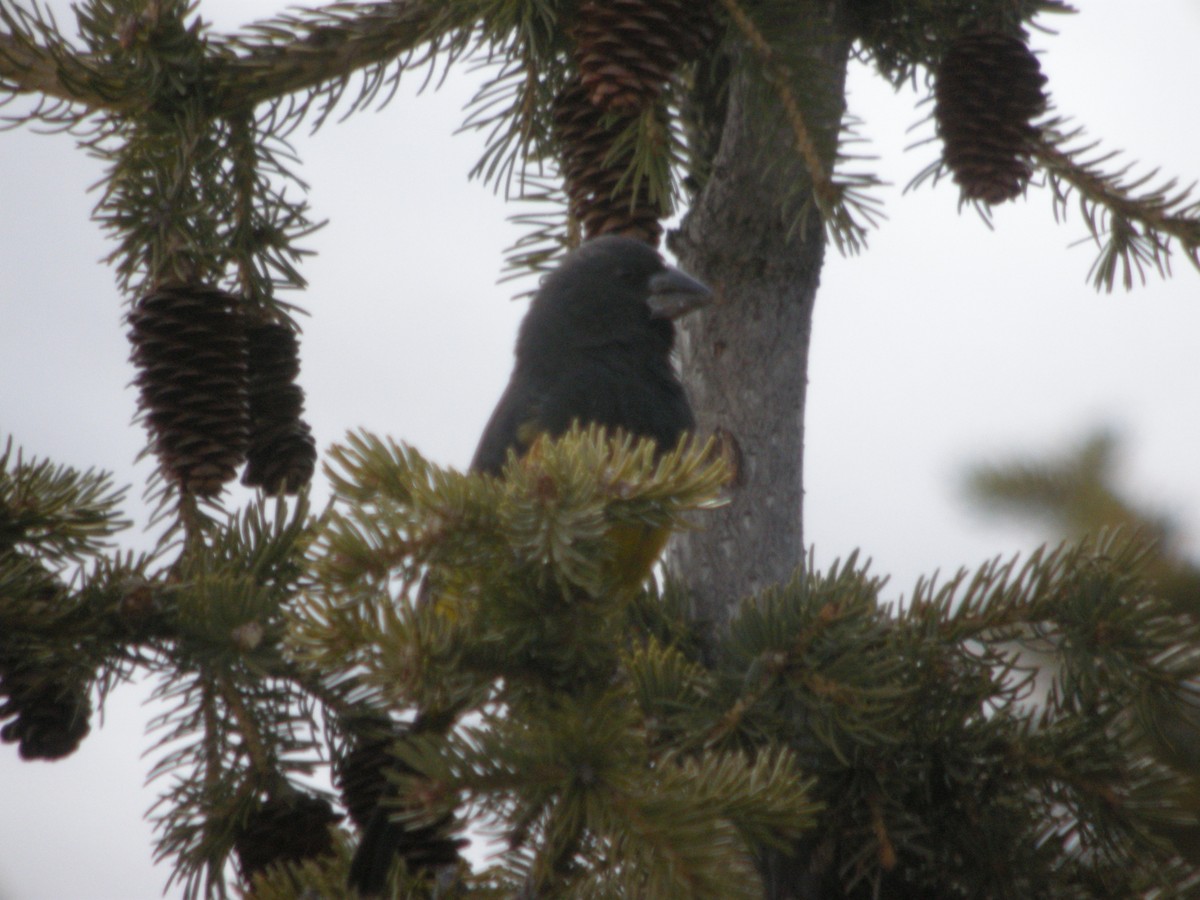 White-winged Grosbeak - ML625328893