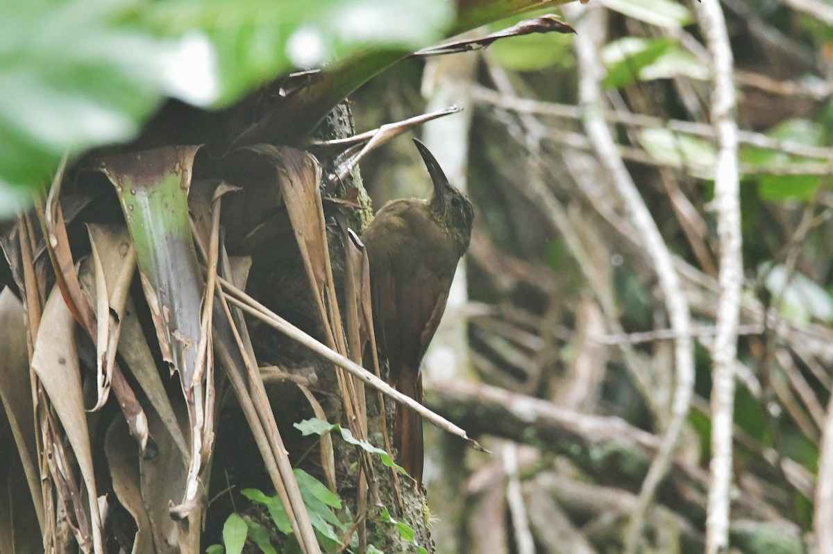 Strong-billed Woodcreeper - ML625328914