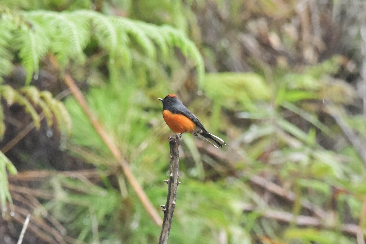 Slate-throated Redstart - ML625328925