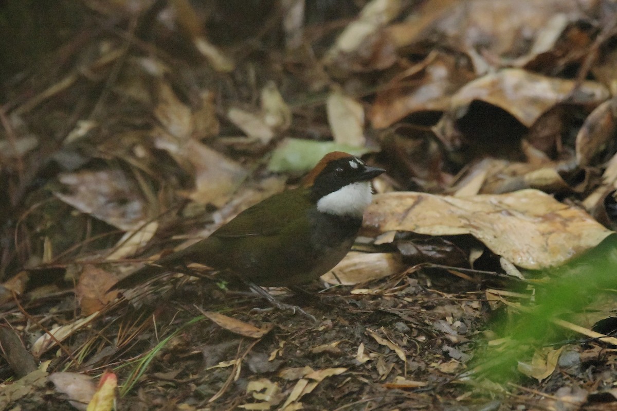 Chestnut-capped Brushfinch - ML625328935