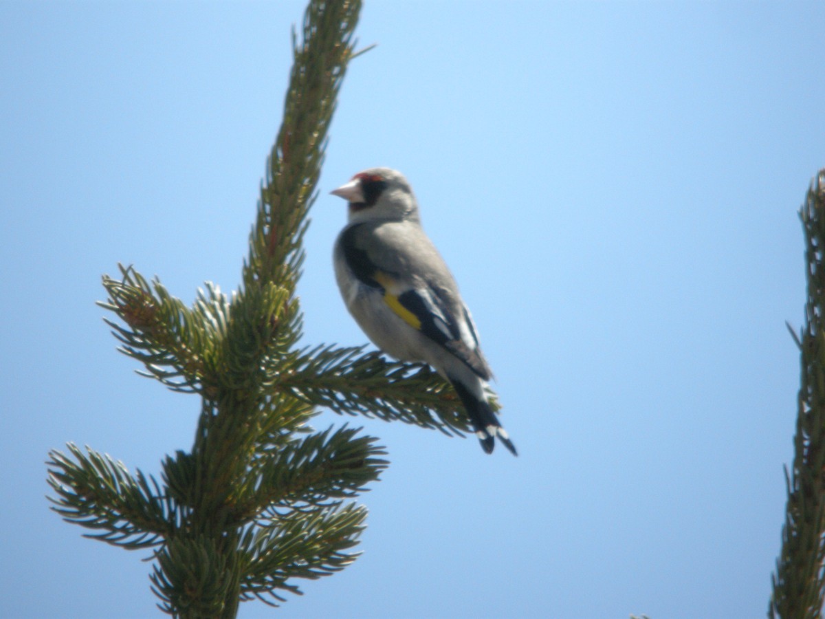 Gray-crowned Goldfinch - ML625328967