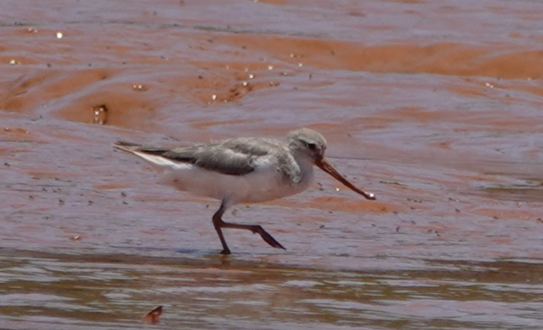 Terek Sandpiper - ML625329028