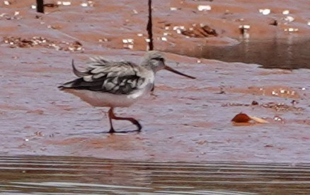 Terek Sandpiper - ML625329029