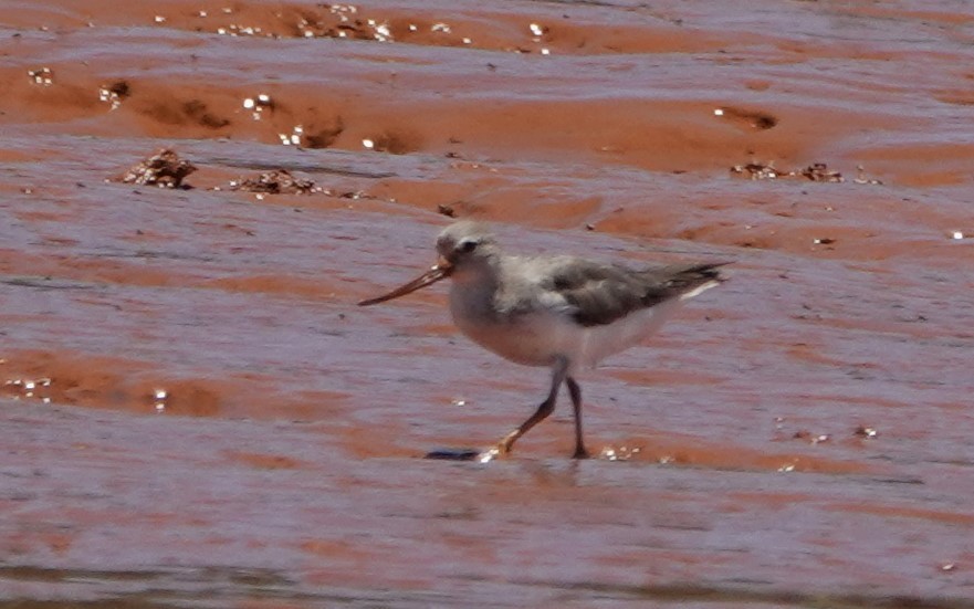 Terek Sandpiper - ML625329030