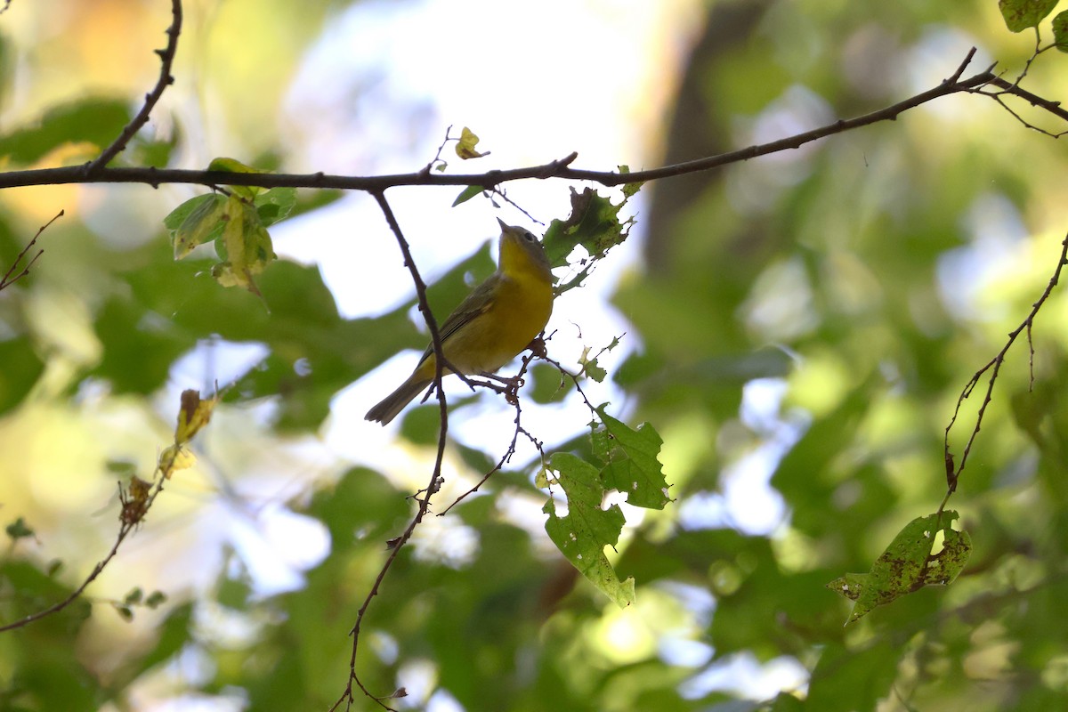 Nashville Warbler - bill campbell