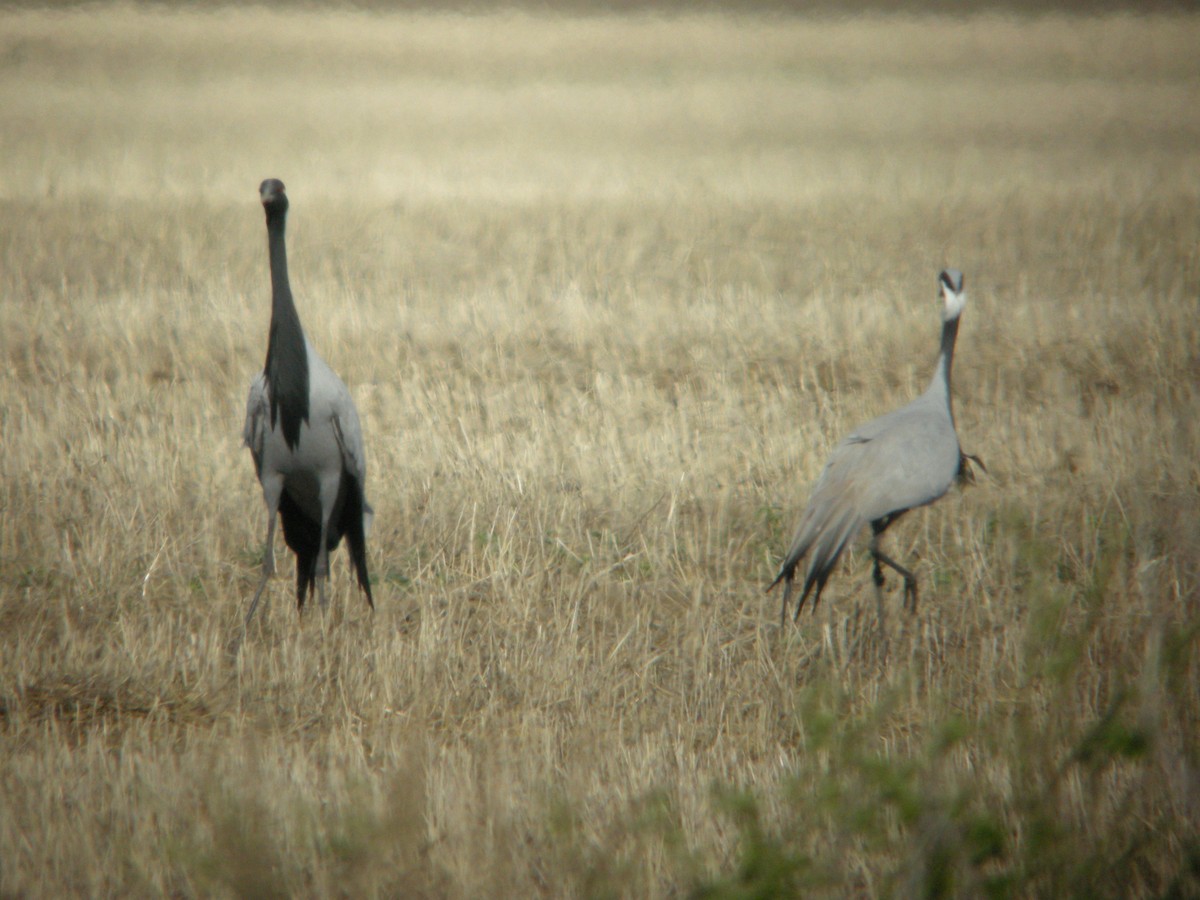 Demoiselle Crane - ML625329066