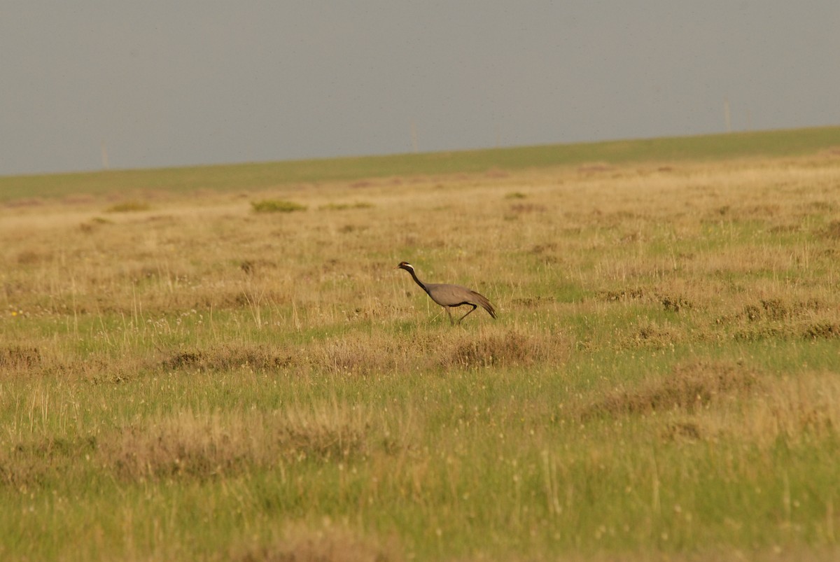 Demoiselle Crane - ML625329067