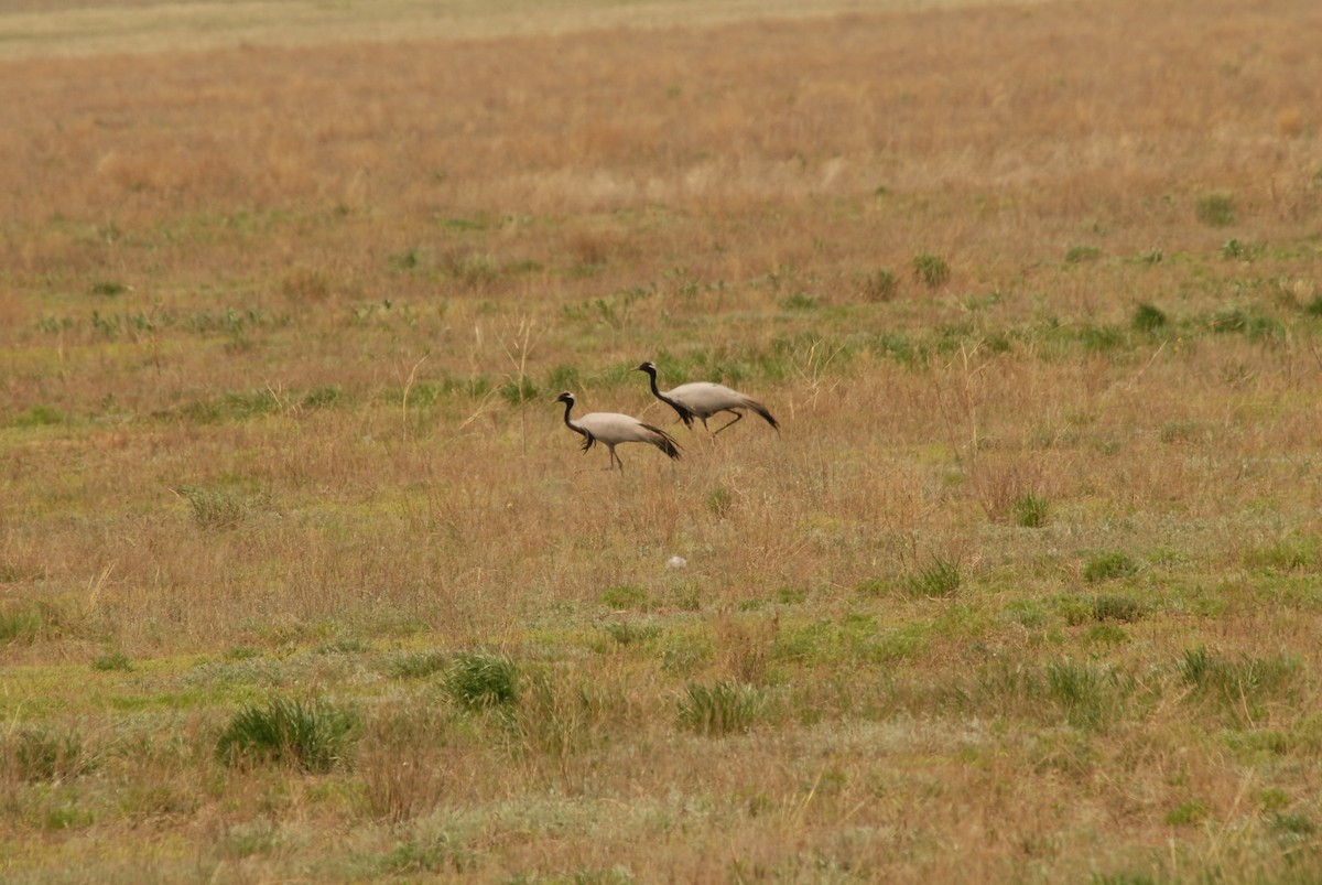 Demoiselle Crane - ML625329068