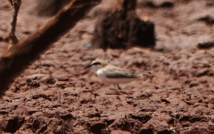 White-fronted Plover - ML625329074