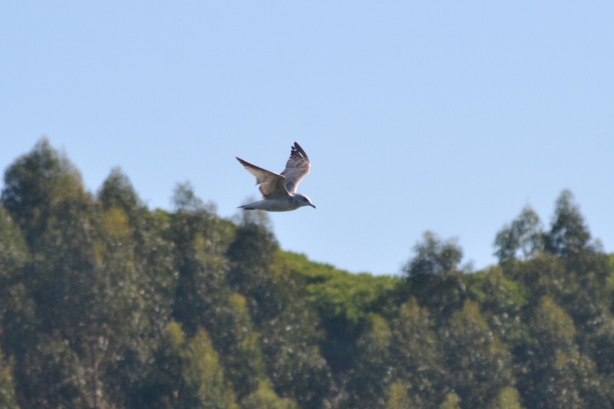 Common Gull - Paulo  Roncon