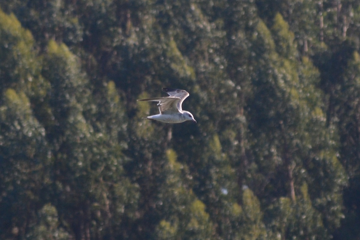 Common Gull - Paulo  Roncon