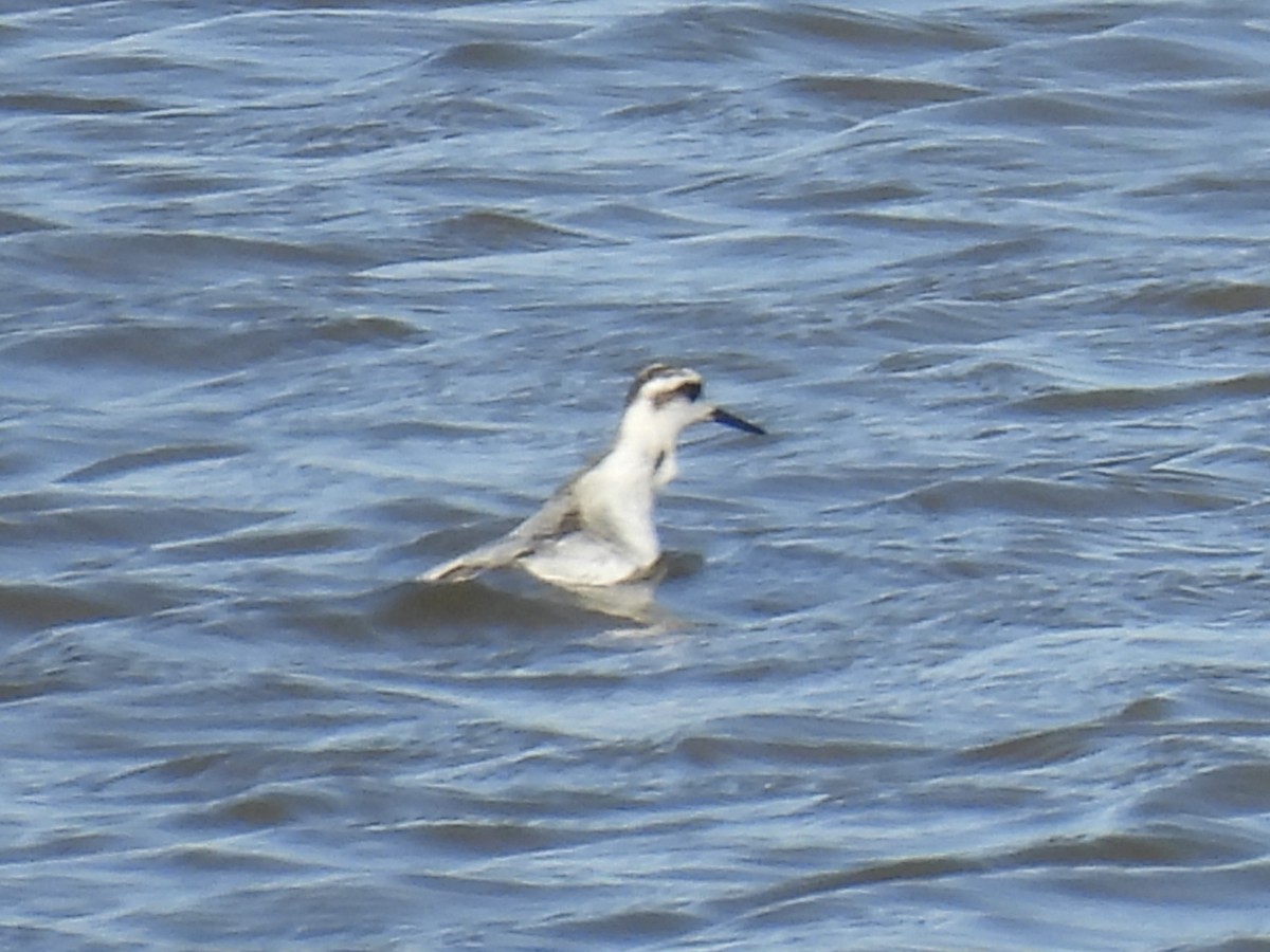 Red Phalarope - ML625329145